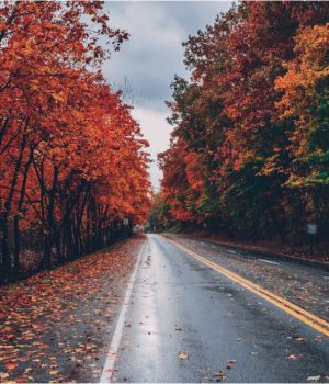 JahreszeitenBaum_280525